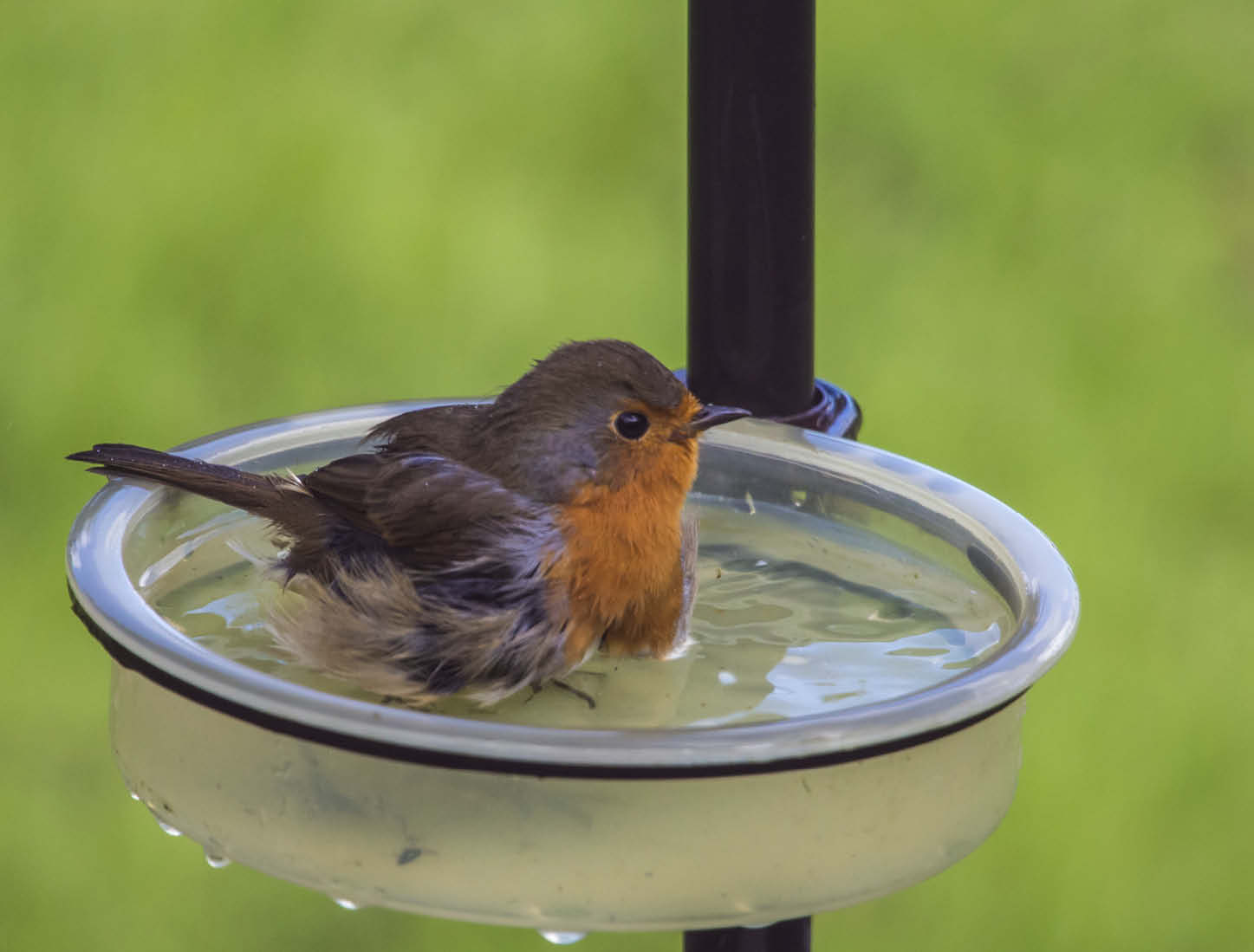 bird bath