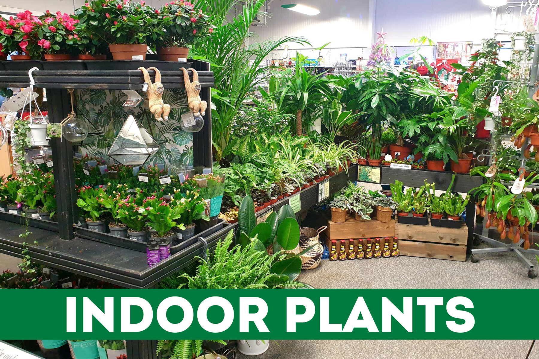 INDOOR PLANTS Parker's Garden Centres