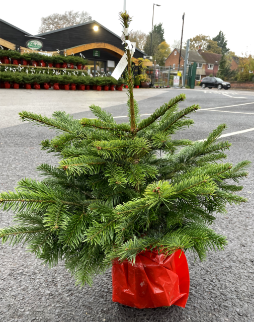 Parker's Garden Centres Cut & Potted Christmas Trees