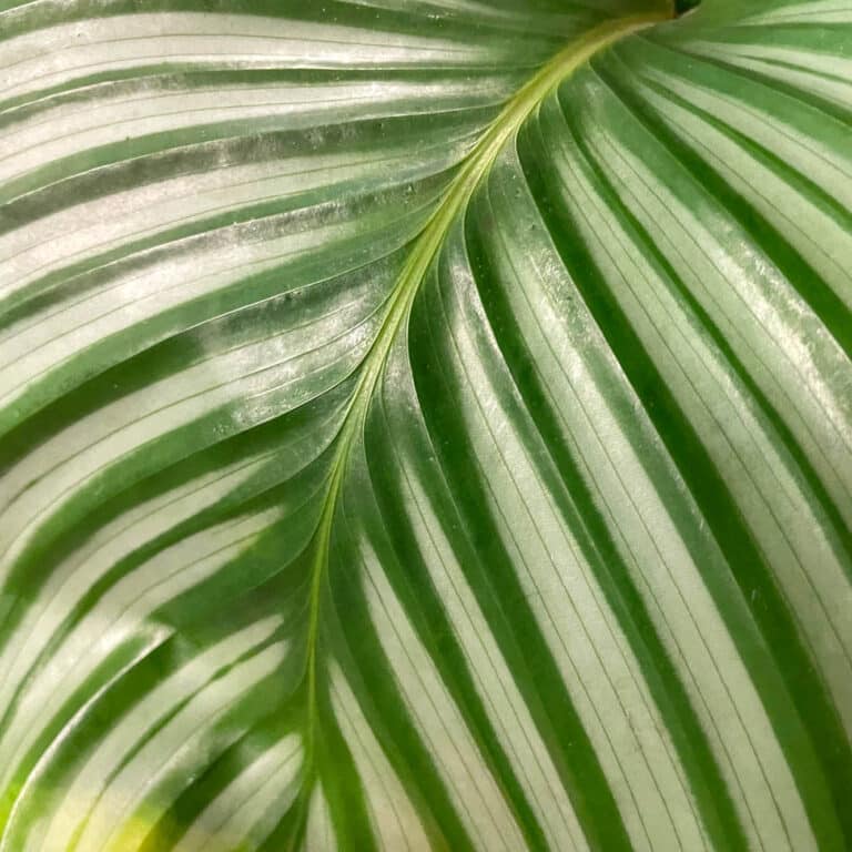 Parker's Garden Centres | Indoor Plants