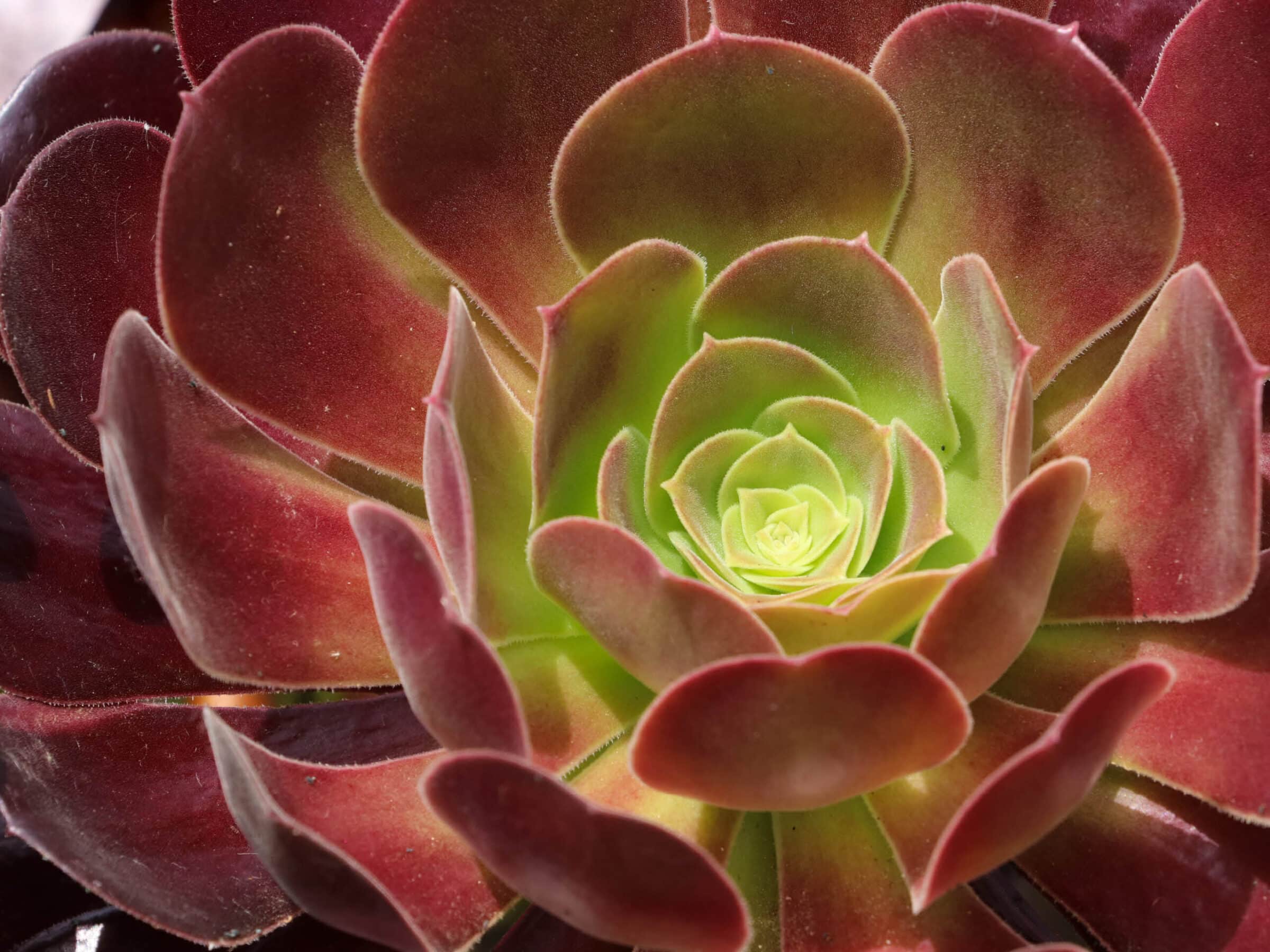 Aeonium Alpine