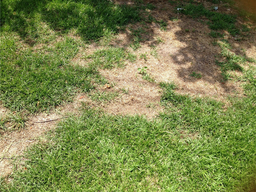 patchy lawn