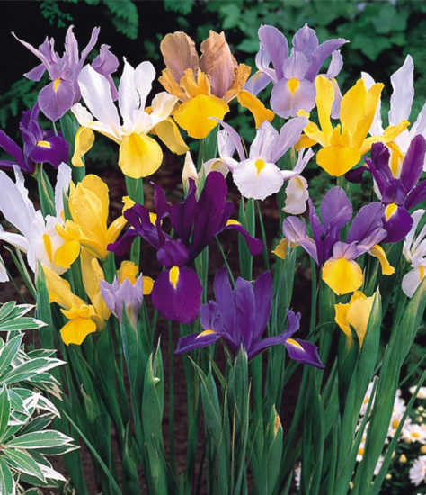 1. Summer Flowering Dutch Iris Mixed