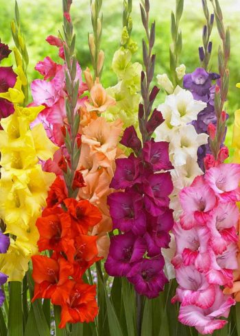 Butterfly Mixed Gladioli