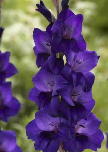 Purple Flora Gladioli